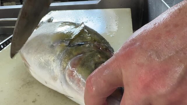 Fish Head Cut Off with a Deba Knife: Chef Hands Preparing Fresh Shima Aji (Striped Jack) at a Japanese Izakaya