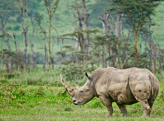 White Rhino in Lake Nakuru - Kenya © Doctor Livingstone