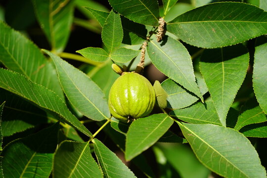 Carya ovata, the shagbark hickory, Juglandaceae family. Hannover Berggarten, Germany.
