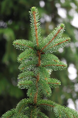 Close-up of a pine tree branch covered in fresh water droplets after rain © MARIA – Nature