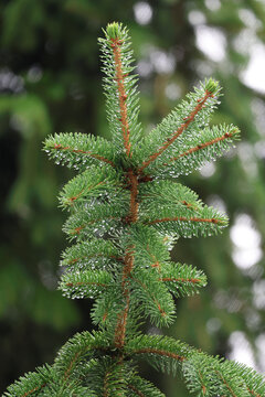 Close-up of a pine tree branch covered in fresh water droplets after rain