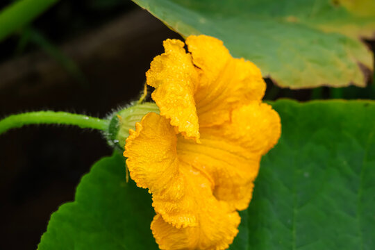 Vibrant yellow squash blossom with delicate water droplets on petals