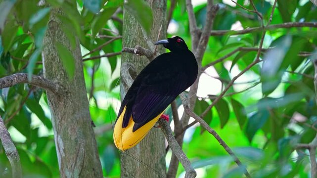 Twelve-wired bird-of-paradise sitting on a tree in its natural forest habitat