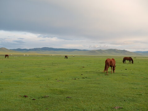 Horses grazing in a field