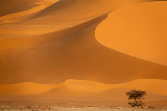 Lone acacia tree at the base of towering sand dunes in the Sahara desert, Tassili N'Ajjer National Park, Tadrart Rouge, Algeria