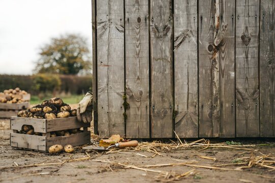 Crates of freshly dug potatoes beside a timber shed on a smallholding &ndash; Ideal for farm-to-table campaigns, harvest features, or organic produce branding.
