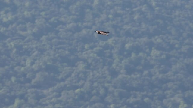 &Aacute;guila calzada (Hieraaetus pennatus) en vuelo en picado cazando en la naturaleza, Alcoy, Espa&ntilde;a