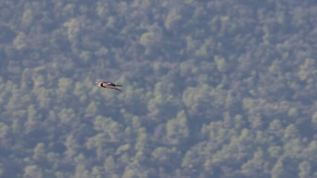 &Aacute;guila calzada (Hieraaetus pennatus) en vuelo en picado cazando en la naturaleza, Alcoy, Espa&ntilde;a