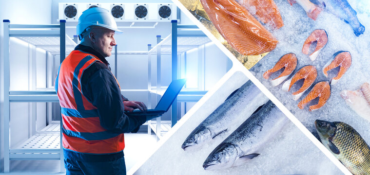 Cold storage logistics. Worker monitors refrigerated warehouse equipment for storing frozen fish and salmon products under controlled temperature conditions.