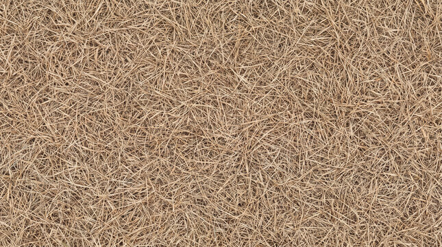 Dry grass field with barren texture and natural beige color. Global warming climate change disaster. cracked parched arid drought, dead meadow pasture heat