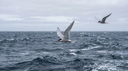 Obraz premium Arctic terns flying low over choppy ocean waves. Seabirds in flight over dark blue sea