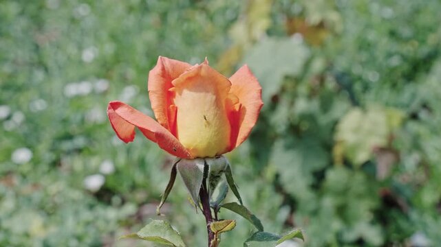 Rose flower. Flowering nature closeup. Macro flowering rose plant. Orange exotic flower. Natural flower rose. Flora nature. Bright blooming flower in nature