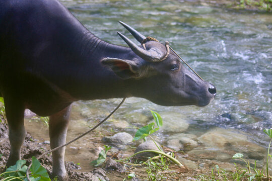Side profile of a domestic water buffalo standing near a shallow river. Rural photography capturing the animal's curved horns tied with a rough rope halter.