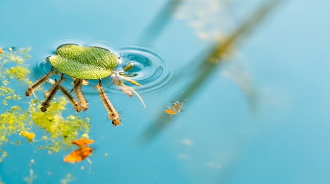 Mosquito larvae ripple beneath a tropical water surface in macro