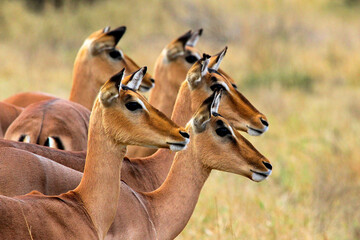 Impalas in Kruger National Park - South Africa © Dr Livingstone