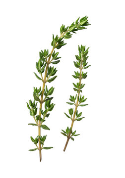 Three thyme sprigs with green leaves and small purple flowers
