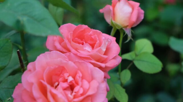 Roses blooming in a garden during spring with vibrant colors and rich green leaves