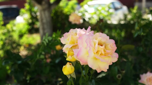 Blooming roses in a garden during sunny weather