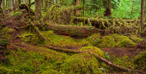 Fototapeta premium Beautiful wide panoramic view of a mossy forest floor with a fallen deadwood log
