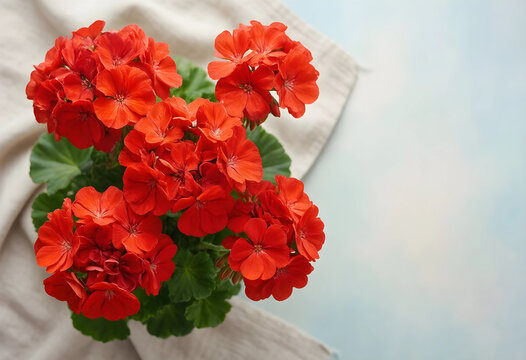 Spring gardening and home decor, vibrant red geranium flowers in a pot on a rustic linen cloth with copy space for seasonal lifestyle and floral design