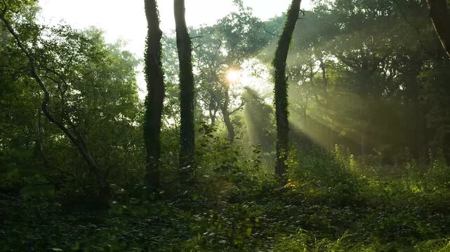 morning in the forest