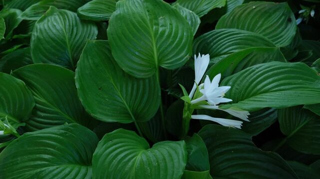 Close view of white flower among green leaves in a garden setting during daytime