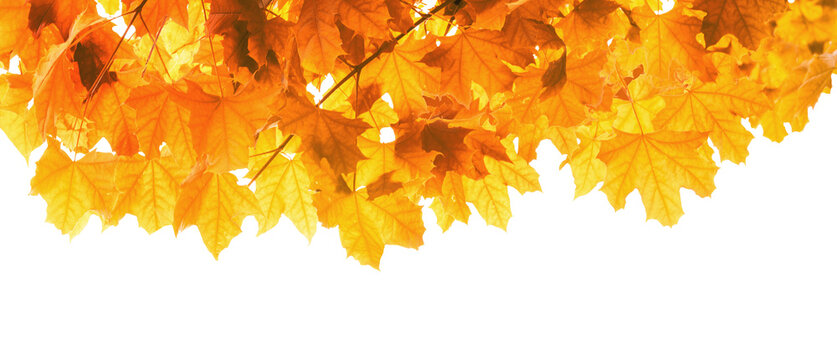 Autumn maple branch with colorful orange leaves isolated on transparent background