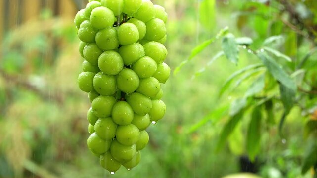 Close-up of green grape bunch tip with dripping water drops during rainfall in outdoor garden.