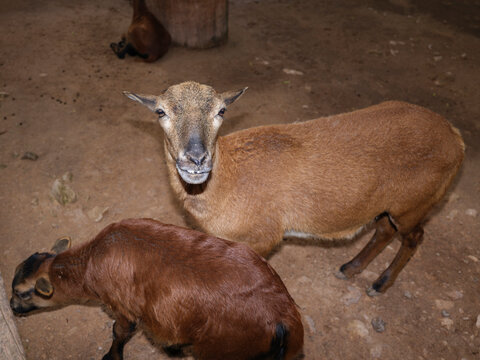 Cute sheep and rams on an animal farm
