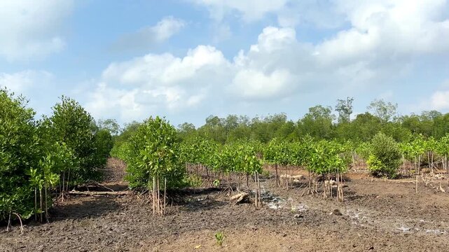 Growth of Rhizophora sp plants, aged two years from a mangrove ecosystem rehabilitation effort on a former fishpond site.