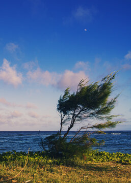 tree on the beach