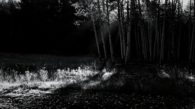 Crepuscular rays shine through trees in a meadow
