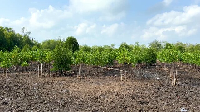 Two-year-old Rhizophora sp mangroves in restored forest areas provide vital habitat for wildlife.