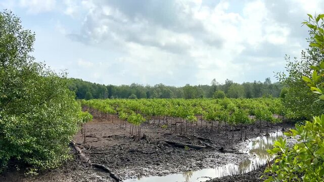 Growth of Rhizophora sp plants, aged two years from a mangrove ecosystem rehabilitation effort on a former fishpond site.