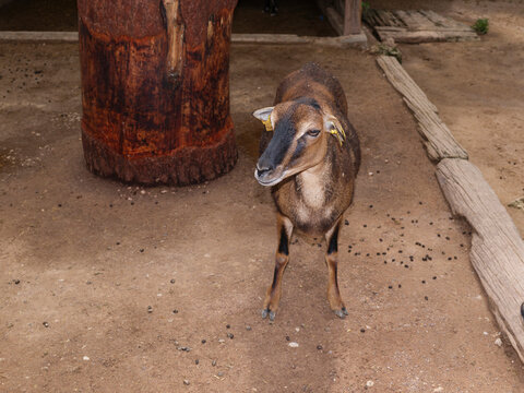 Cute sheep and rams on an animal farm