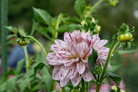Close up of white and red speckled dahlia flower with green buds blooming in autumn garden