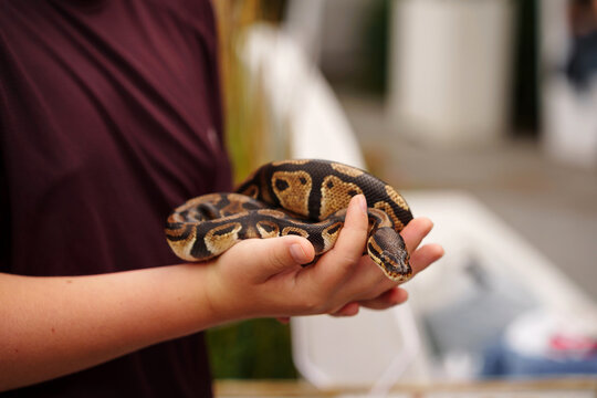 Person holding a coiled ball python in their hands, highlighting the pattern of the reptile skin and the gentle interaction, close up nature observation