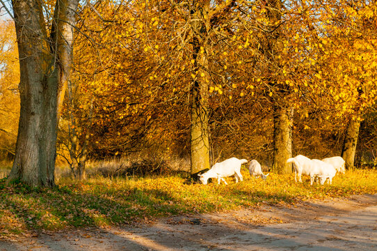 White goats grazing on a grassy field, and large trees with bright yellow autumn leaves and an orange canopy in the warm sunlight