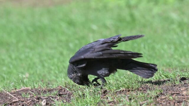 Jackdaw (Corvus monedula) smashing and eating an Acorn held in its claws. September, Kent, UK [Slow motion x4]