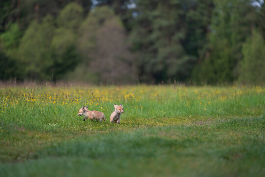 Two young red fox Vulpes vulpes pups running in a green grass meadow with yellow wild flowers near forest.