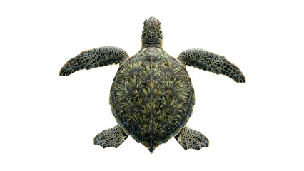 Fototapeta premium Sea turtle isolated on transparent background
