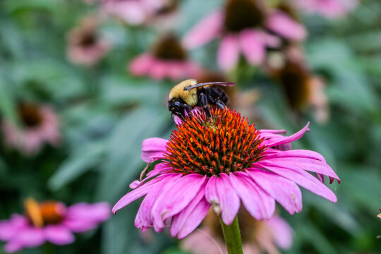 bee on a flower