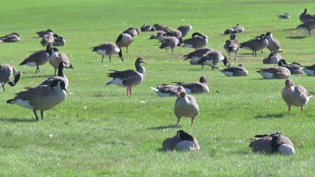 Canada Geese (Branta canadensis) and Greylag Geese (Anser anser) in a large flock on land. September, Kent, UK [Half speed]