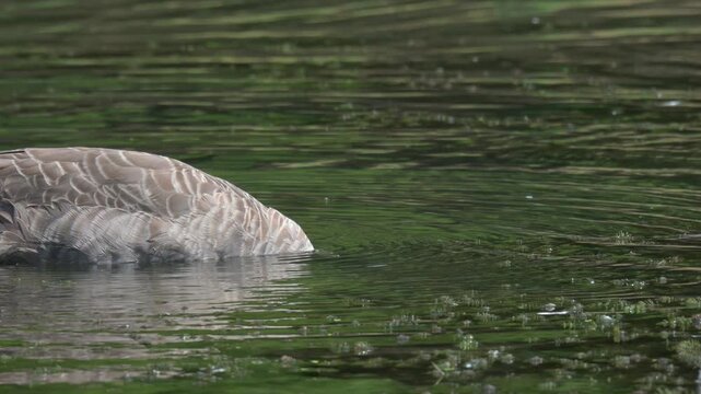 Canada Goose (Branta canadensis) dabbling for food underwater in a lake. September, Kent, UK 