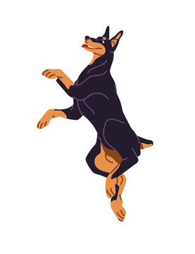 Happy Dobermann in jumping pose. Cute doberman pinscher with docked tail. Funny puppy in leaping posture. Joyful pup, clever pet, active animal. Flat isolated vector illustration on white background