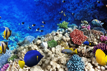 Tropical coral reef with various colorful exotic fish swimming in clear blue ocean water ©  SobuzForge