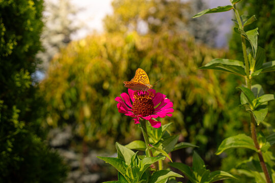Orange butterfly resting on blooming pink flower, spring flora nature and insect pollination concept
