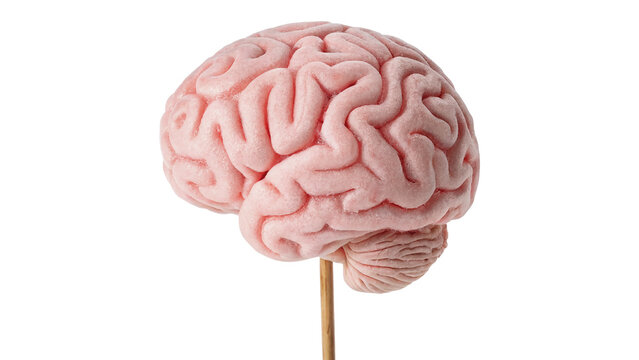 Anatomical model illustration of a pink human brain organ isolated on transparent background