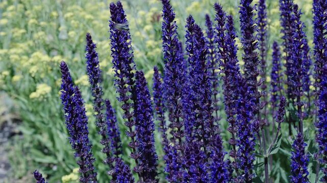 Purple aromatic lavender bloom in nature. Composition of nature. Summer blooming flower. Blooming flower field. Field of lavender. Lavender flowers in summer. France Provence lavender field