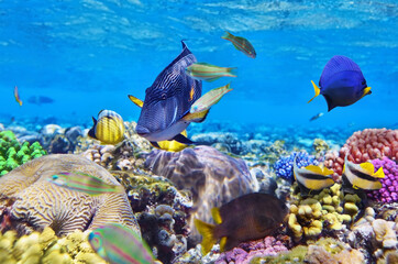Coral reef landscape with diverse tropical fish species swimming in deep blue sea ©  SobuzForge